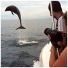actv_Dolphin-copy.jpg
