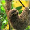 actv_Reserve-Animal-copy.jpg